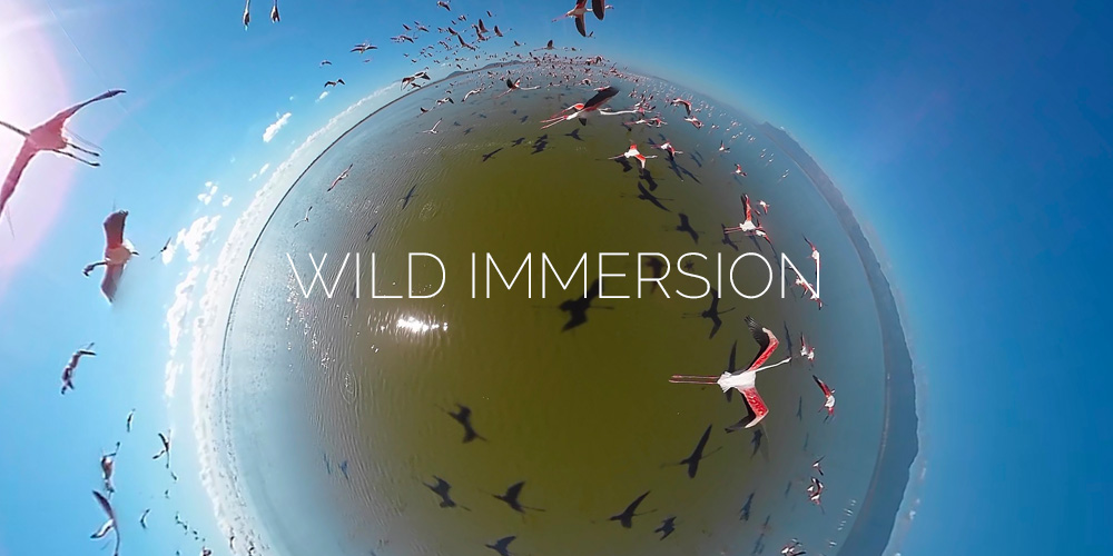 Wild Immersion